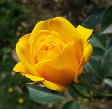 Yellow rose