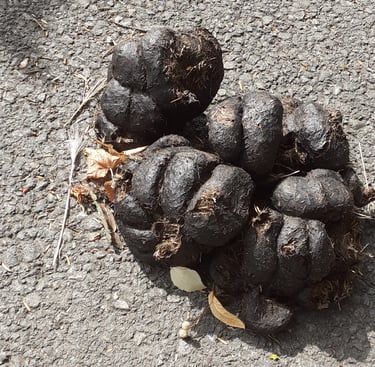 Pile in the Road, by G.G. Dunnit