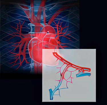 Graphics showing the heart and peripheral vascular hemodynamic system.