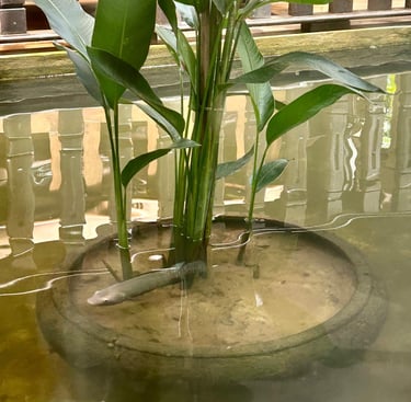 Fish Escaping the Pot