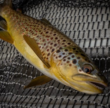 South Holston River Brown Trout