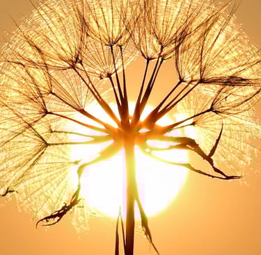 Pissenlit au coucher du soleil, image symbolique d’un chemin de vie
