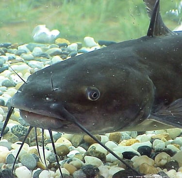 Poisson chat à qui on donne la nourriture à base de mouche soldat noir