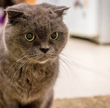 a cat is standing on the floor in front of a refrigerator