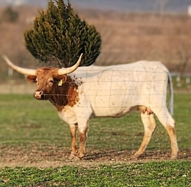 Miniature longhorn cow in pasture