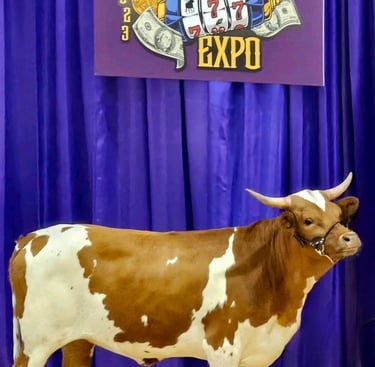 Miniature longhorn cow at a cattle show