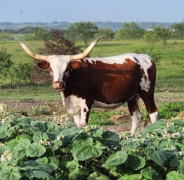 Registered Miniature Longhorn cow