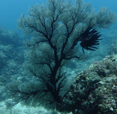 Diving on Havelock and Neil Islands, Andaman and Nicobar Islands