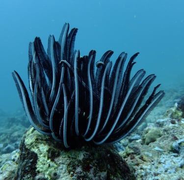 Diving on Havelock and Neil Islands, Andaman and Nicobar Islands