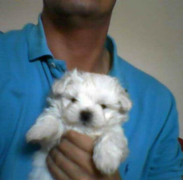 Marco, bichón maltés que inspiró MundoBichón