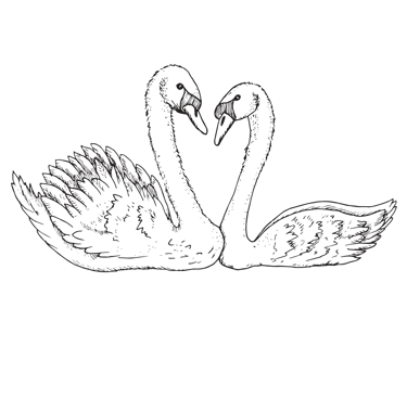 a pair of swans in love on a black background