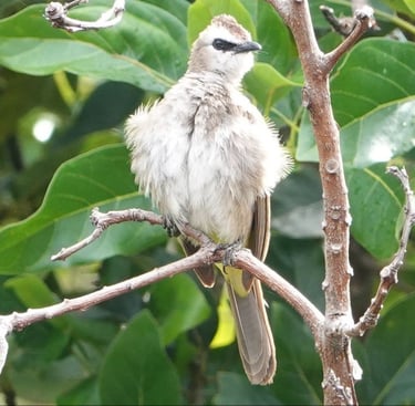 Wildlife Nature, Conservation Centre, Yellow vented bulbul bird