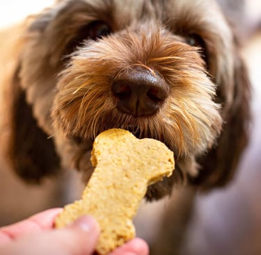 dog treats