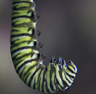Monarch caterpillar J
