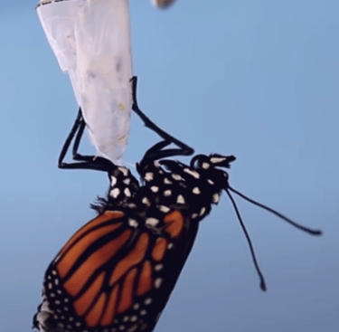 Butterfly from chrysalis