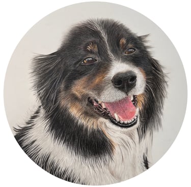 Coloured pencil drawing of a border collie