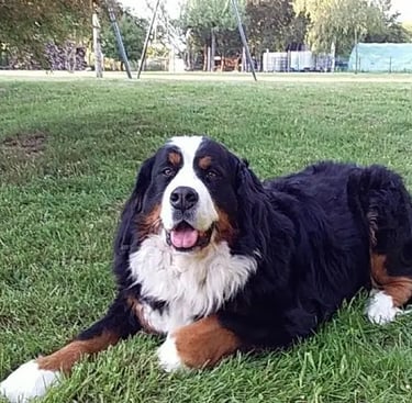 Laika, le bouvier bernois de 8 ans de la maison