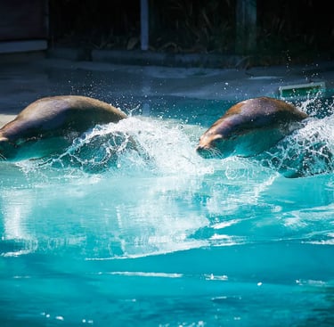 Spectacle des otaries au zoo de la flèche