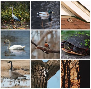 Nine images of birds, a squirrel and a turtle. The colors are vibrant.