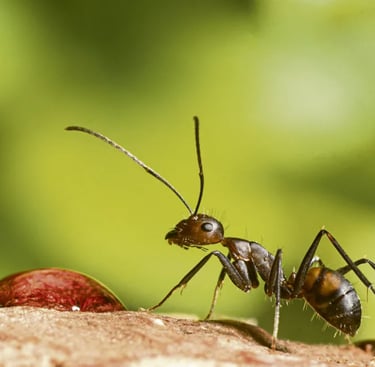 tuer nid de fourmis, exterminateur insectes montélimar, désinsectiseur drôme, tarif désinsectiseur