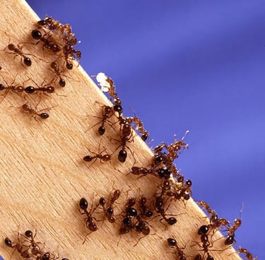 désinsectiseur montélimar, comment se débrarasser des fourmis, extermination nid de fourmis