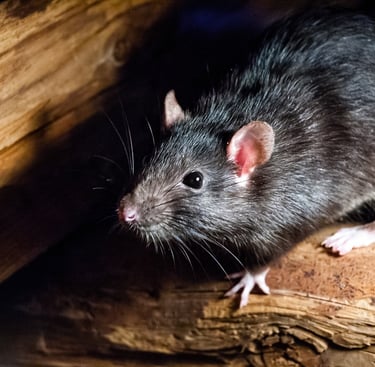 dératisation, dératiseur montélimar, extermination de rats, exterminateur de souris montélimar