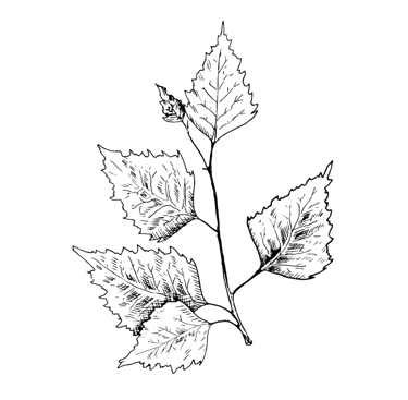 A detailed white line drawing of a birch tree branch with serrated leaves on a black background.