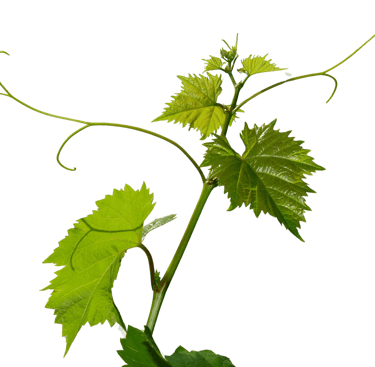 Eine freigestellte grüne Weinrebe