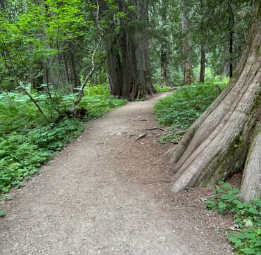 Forest Trail