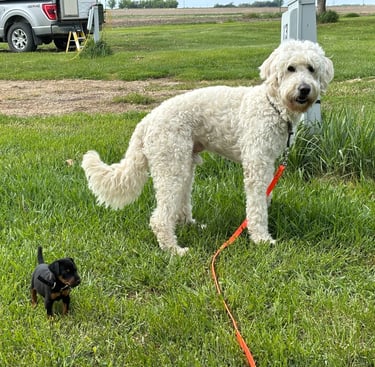 Benji the doodle and Thor the terrier