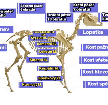 a skeleton skeleton of a horse with a skeleton in the middle