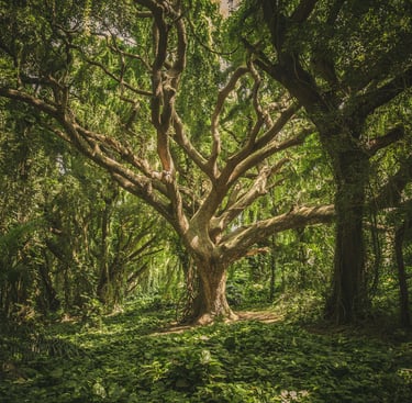 image of woods with a sunlit tree in the center