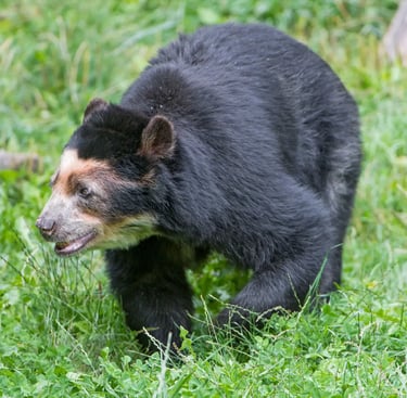 El oso de anteojos colombiano (oso andino),especie única de la fauna colombiana.