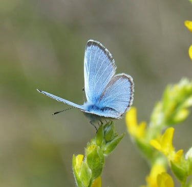 Blue morpho butterfly picture in a green scenery.