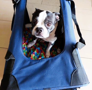 Lots of space in the crate for Yoki to turn around and stand up.