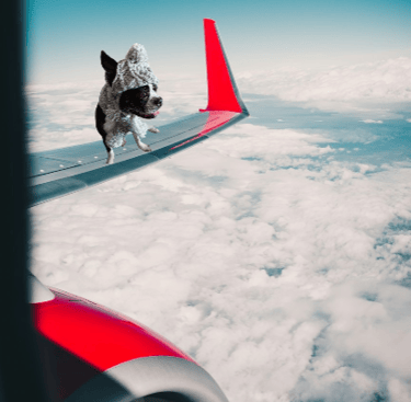 Yoki photo shopped on a plane wing.