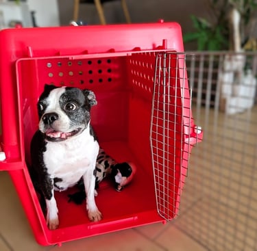 Pet Traveller flight crate.