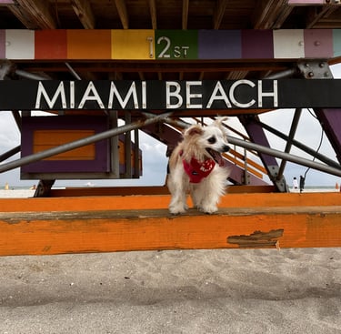 perrito feliz en la playa