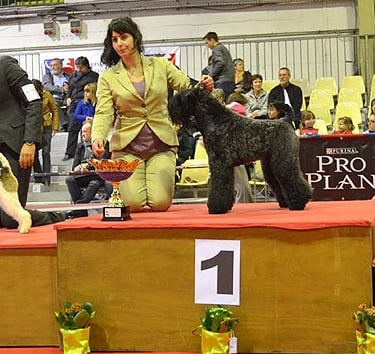 peluqueria canina exposición 