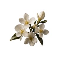 White hedione flowers and buds blooming against a black background.