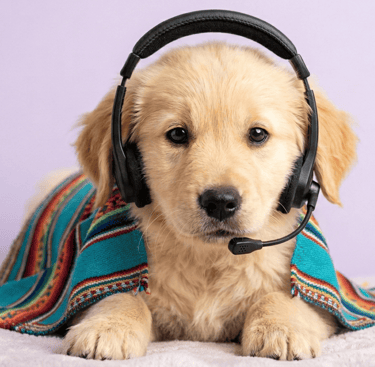 Cachorro Golden Retriever con aurriculares de diadema y micrófono, envuelto en una manta de colores de Patitas Coquetas
