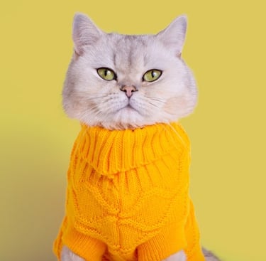 gato blanco con sueter amarilo
