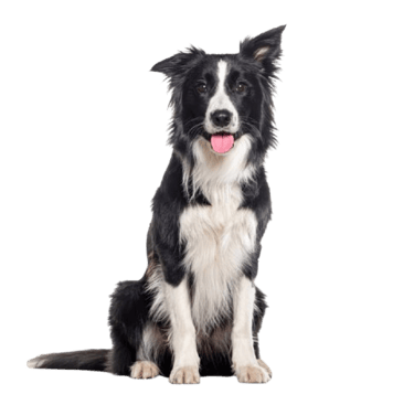 Fugue, peur. Chiens adultes, chiots, éducation canine seine et marne 77