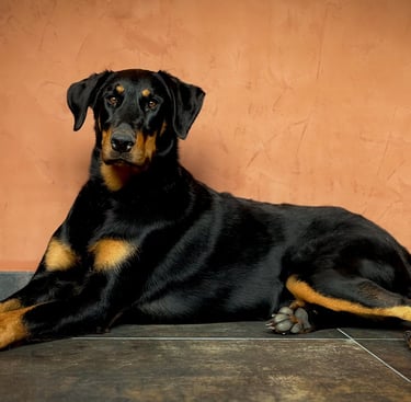 Beauceron, malinois, husky, chiots, éducation canine, comportementaliste canin, seine et marne 77 