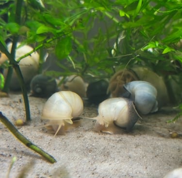 Gilded Series Mystery Snails with gold banding - Shell & Fin Studio Line