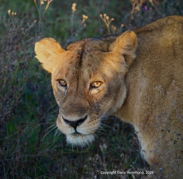 A female lion, or lioness, regards the photographer from close range in the later afternoon light.
