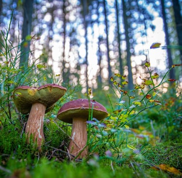 Two wild porcini mushrooms growing in a lush green forest with a sunlit background.