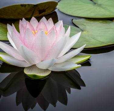Nenuphar épanoui sur l'eau, symbole de calme, purification, relaxation. parfait pour se resourcer
