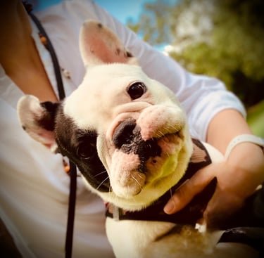 Éducation chien sourd