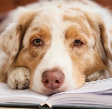 Chien Berger Australien allongé sur un livre, illustrant un chien calme et attentif